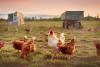 Poultry health programs that protect state and national flocks