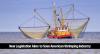 Bipartisan Senate Coalition Introduces Bill to Shield U.S. Shrimpers