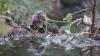 Utah moved in beavers to rescue a dying river, and locals say it 'helped save' their town