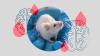This Week’s CGT News: Gene Therapy Extends Health Span in Mice