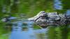 Woman killed in alligator attack while swimming in Florida river, FWC says
