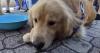 Pets can be kept safe despite 'rockets red glare' and 'bombs bursting in air' from July Fourth festivities