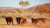 Australian beef production at ‘highest level on record’ – AHDB