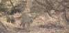 One mountain lion changed the food web in a California suburb, study finds