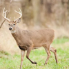 Missouri Department of Conservation preparing for deer hunting season with application for managed hunts