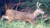 Hunters can apply for Missouri managed deer hunts through July 31