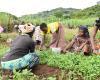 Togo Kicks Off International Year of the Woman Farmer with Focus on Economic Empowerment