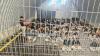 Israeli occupation renews administrative detention orders for 56 Palestinians in West Bank