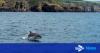 Hunt for vessel flying Norwegian flag launched after pod of dolphins 'harassed'