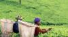 Malawi makes strides on  AfCFTA trade pact