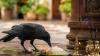 Crows: Science Confirms They Recall Human Faces With Striking Precision! Read Details