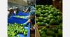 China will serve as a backup market for Colombian Tahiti limes when other markets yield lower returns
