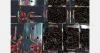 “Increased Italian interest in cherries sparks new hopes but few results so far”