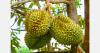 China reshapes imported durian supply chain