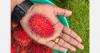 India’s rambutan industry enters commercial growth phase