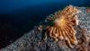 Scientists discover tiny Antarctic sea creature that could help fight melanoma