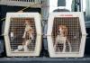 51 more activists to face Ridglan Farms protest charges