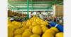 Brazilian melon sector targets higher yields and export growth