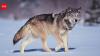 Italian proverb of the day: 'The wolf loses its fur but not its vice'