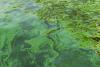 What D.C.'s Algal Bloom Reveals About a Growing Water Threat