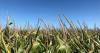 Do you need potassium this year? What soil tests say for corn