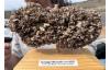 Highly invasive quagga mussel found dead on the shore of Oregon’s Prineville Reservoir