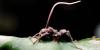 Scientists Just Found a Hyperparasite That Hunts the Zombie Ant Fungus