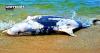 56 Dead Dolphins Found Along Black Sea Coast as Russia’s War Pushes Ecosystem Toward Collapse