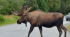 Finland creates clever new ‘moose crossings’ that dropped collisions in dangerous area to zero