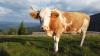 Hungary Becomes Key Supplier in Romania’s Dairy Market
