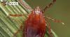 Invasive tick spreading disease through Arkansas cattle herds