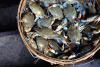 Maryland’s New Crab Catch Limits Go Into Effect On July 1st