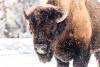 Montana moves to dismiss lawsuit against Yellowstone National Park bison plan