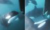 Moment pod of killer whales surround and attack yacht, spinning it 360 degrees and destroying its rudder off Gibraltar