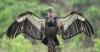 Critically Endangered White-Rumped Vulture Returns to Cambodia Refuge After Years of Effort
