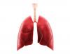 Research reveals how a hidden immune cell army defends human lung tissue