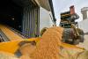 Russian wheat exports to Uganda rise by 35% in 2025/26 season, reaching record high