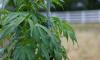 Farmers, Retailers Worry as State and Federal Regs for Hemp, Marijuana Shift (6-29-2026)