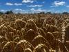 Illinois wheat growers report big yields, good quality as harvest nears completion