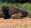 See the national mammal at these Kansas locations