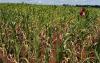 Africa food finance summit kicks off in Nairobi as Kenyans confront food insecurity