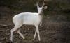 North Carolina woman grabs her phone as a one-in-30,000 albino deer lingers behind her home