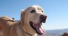 Travelers arriving from Mexico into U.S. with dogs will require screwworm certification