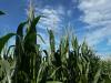 Farmers encouraged to pair field scouting with online disease maps