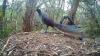 After 14 years rewilding an Australian farm, a superb lyrebird came back and stole the show