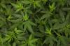 Idaho might not even get to vote on legalizing marijuana (for some) after thousands of signatures are turned in late: report