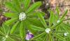 Connecticut gardener shows how native lupine turns rain into tiny silver gems