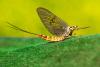 Hundreds of mayflies coat an Ohio visitor center, signaling clean water in Lake Erie