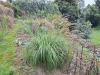 Pest plant African feather grass spotted by landowners