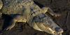 Young man dies after being attacked by crocodile near resort at popular beach destination